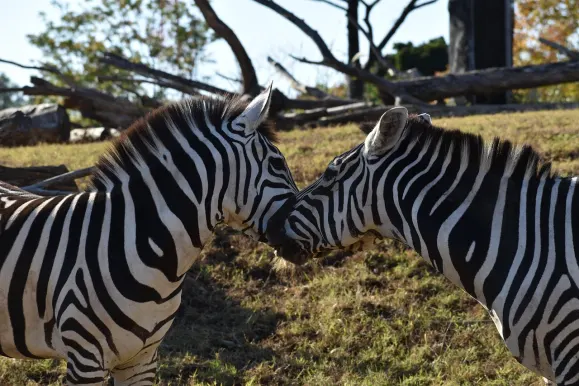 LunarSlots Casino Supporto